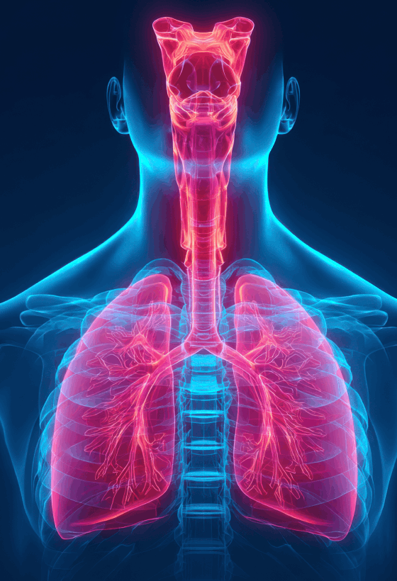 Respiratory System